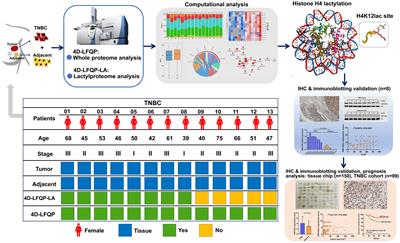 Lactylproteome analysis indicates histone H4K12 lactylation as a novel biomarker in triple-negative breast cancer